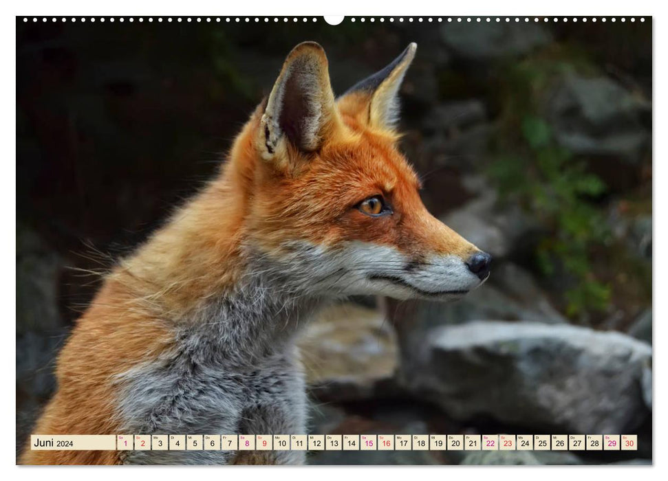 Fox - clever robber (CALVENDO Premium Wall Calendar 2024) 