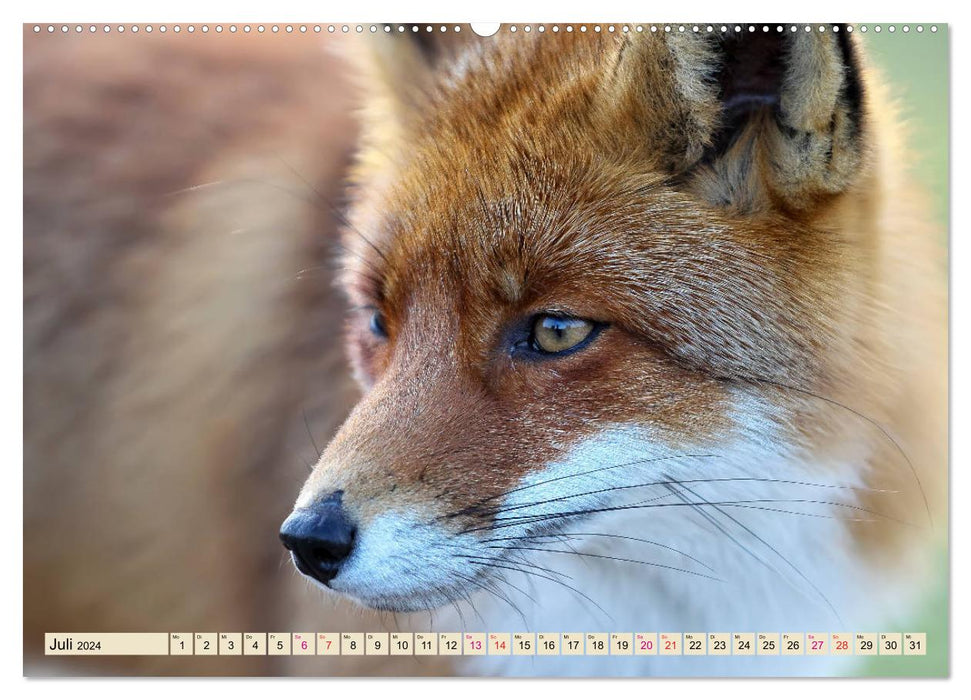 Fox - clever robber (CALVENDO Premium Wall Calendar 2024) 