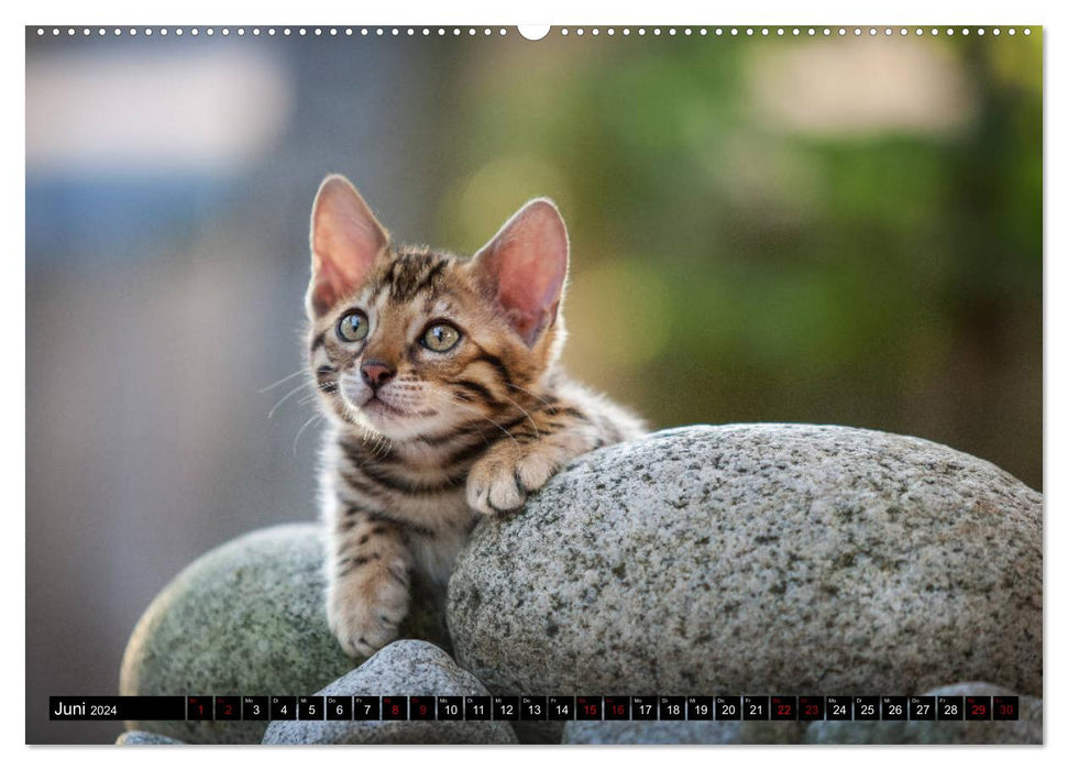 Bengal Outdoor and Action (CALVENDO Premium Wall Calendar 2024) 