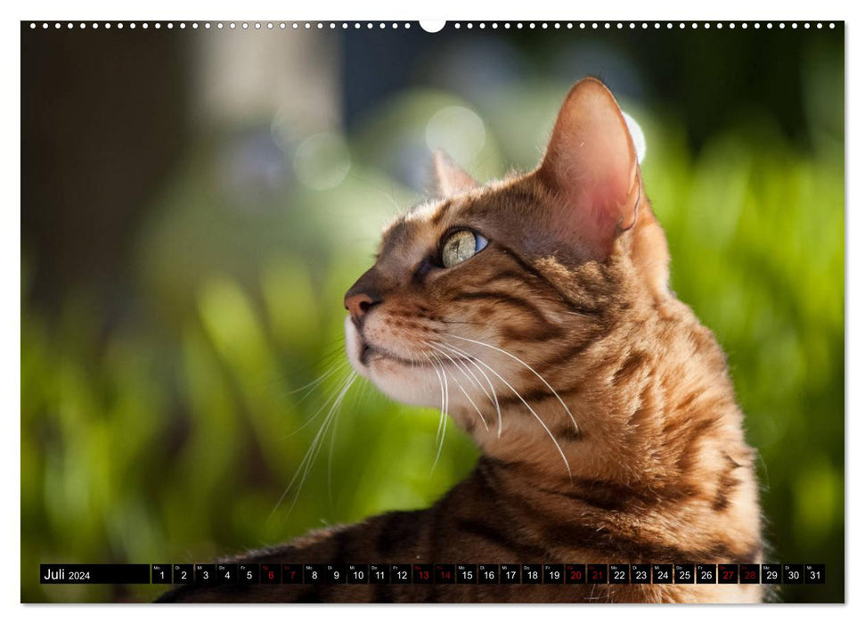 Bengal Outdoor and Action (CALVENDO Premium Wall Calendar 2024) 