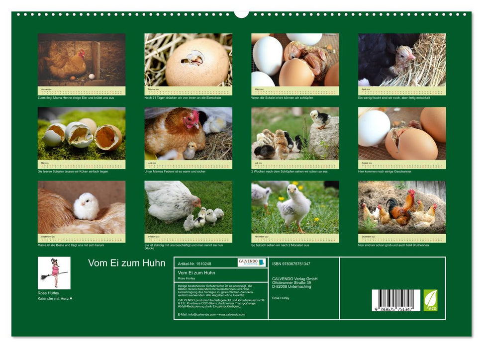 Vom Ei zum Huhn. Die Entwicklung von Küken (CALVENDO Premium Wandkalender 2024)