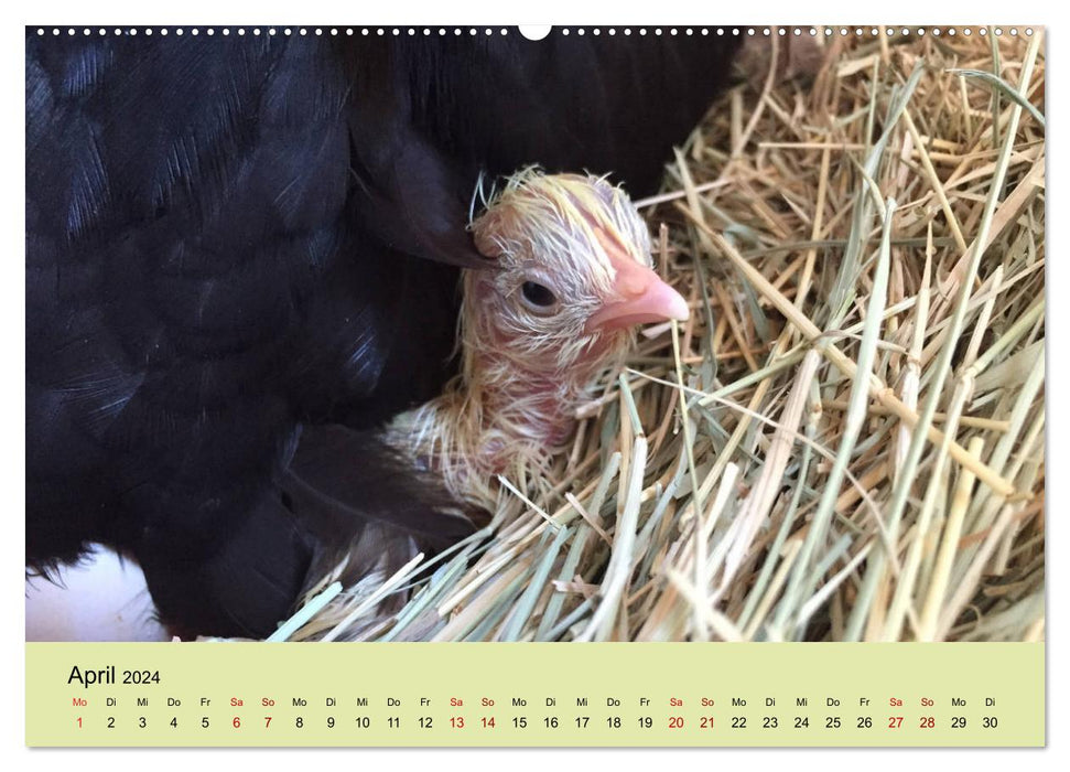 Vom Ei zum Huhn. Die Entwicklung von Küken (CALVENDO Premium Wandkalender 2024)