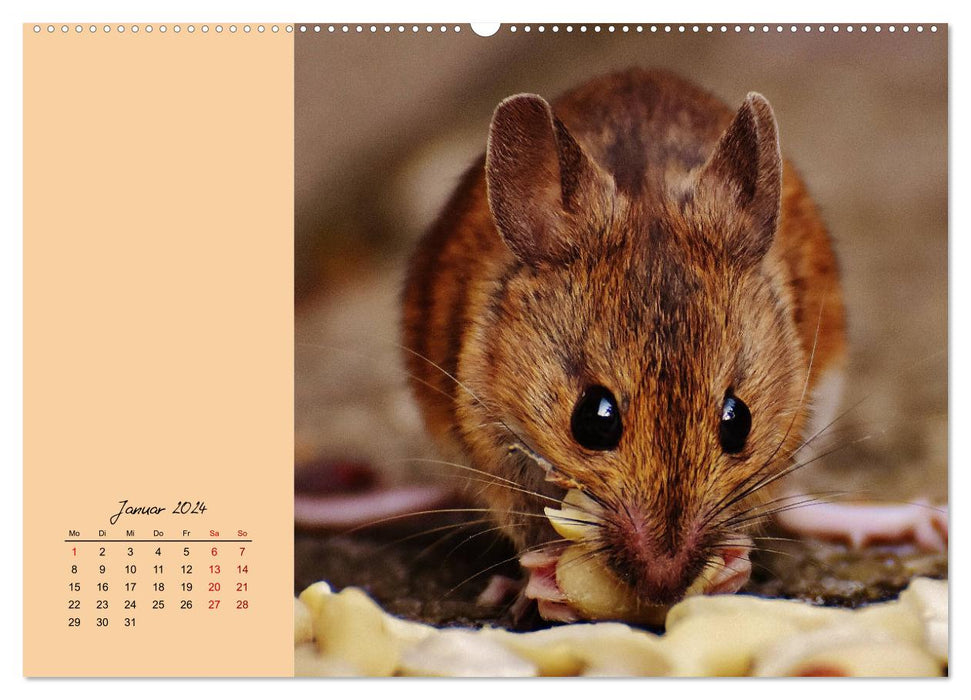 Mousey times! Cute fellows with button eyes (CALVENDO Premium Wall Calendar 2024) 