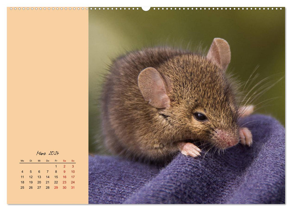 Mousey times! Cute fellows with button eyes (CALVENDO Premium Wall Calendar 2024) 