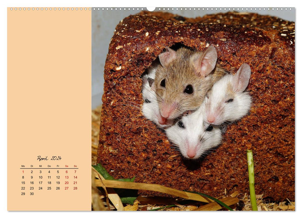 Mousey times! Cute fellows with button eyes (CALVENDO Premium Wall Calendar 2024) 