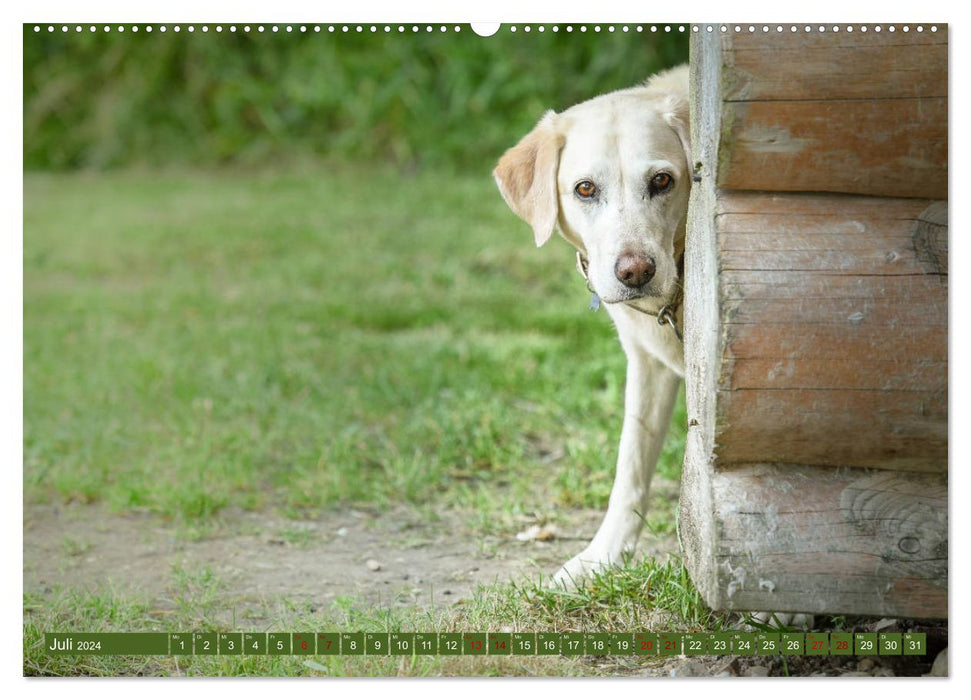 Labrador Trio - 3 Farben, 3 Freunde (CALVENDO Premium Wandkalender 2024)