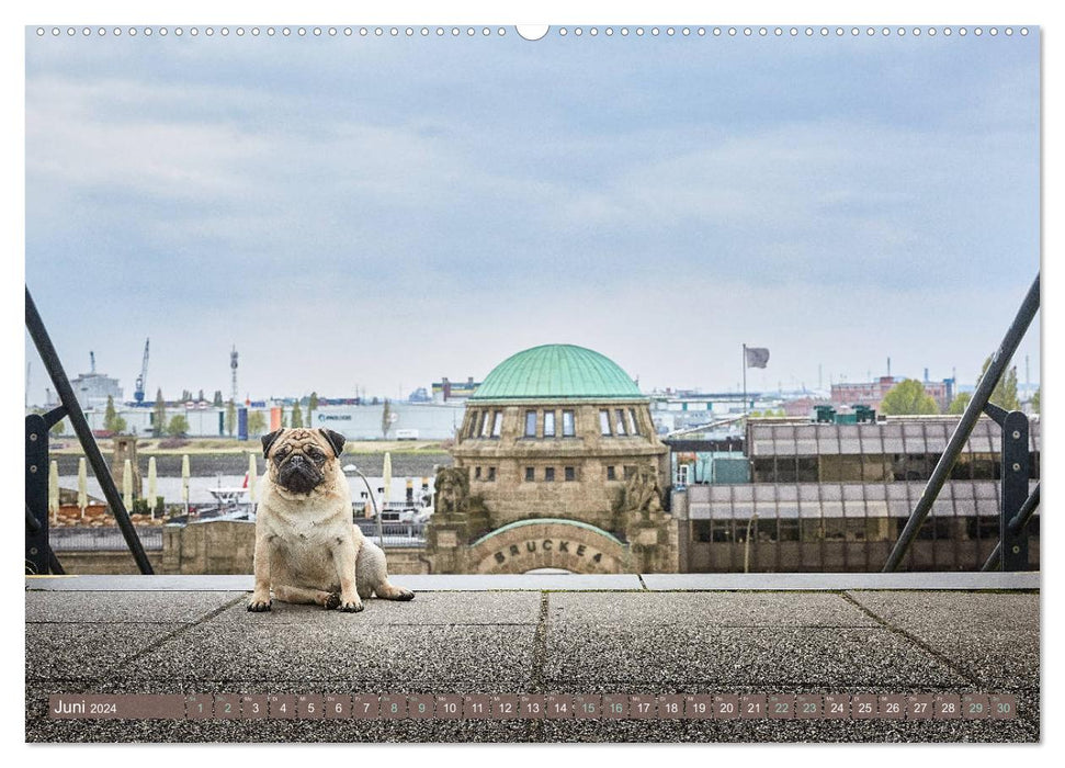 Hamburg - Stadt der Möpse (CALVENDO Premium Wandkalender 2024)