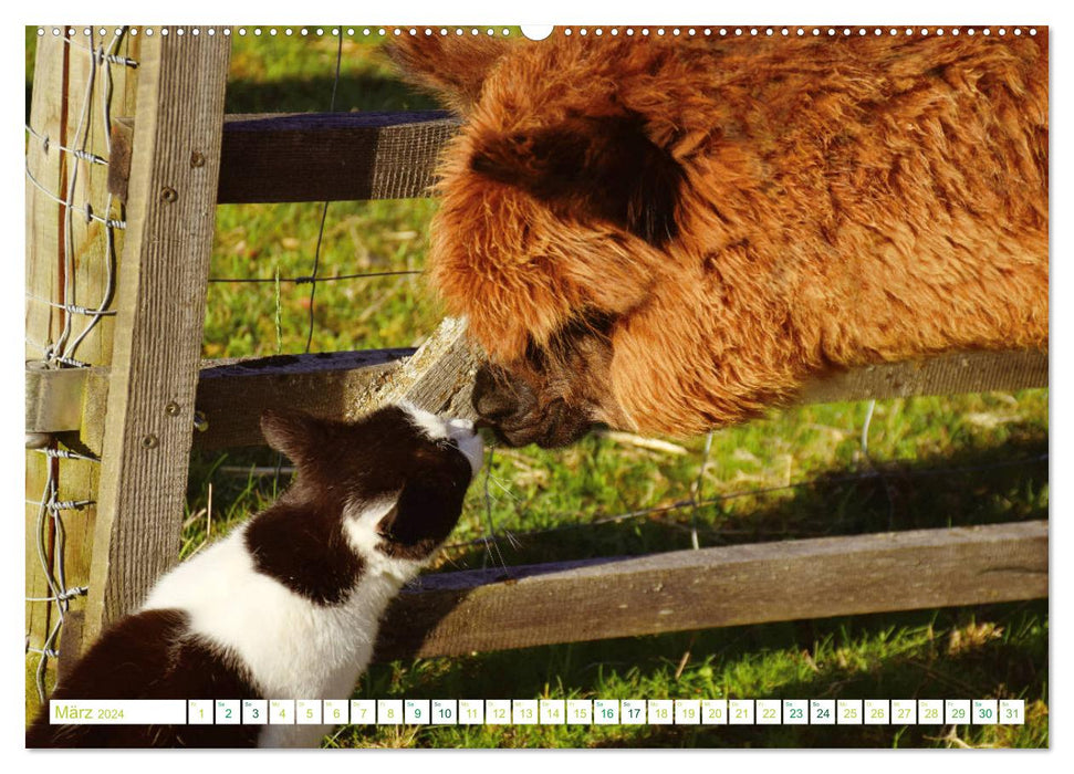 Unvergessliche Begegnungen mit Alpakas (CALVENDO Premium Wandkalender 2024)
