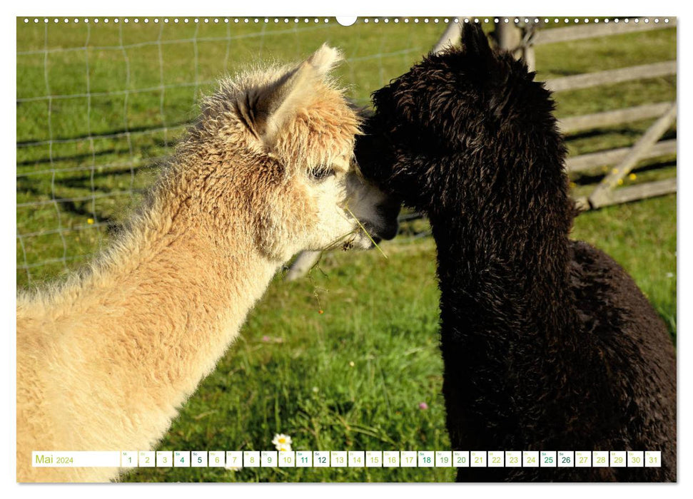 Unvergessliche Begegnungen mit Alpakas (CALVENDO Premium Wandkalender 2024)