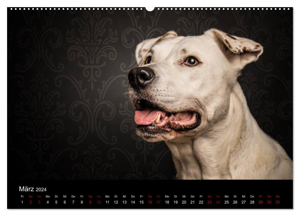 DOGO ARGENTINO (CALVENDO Wandkalender 2024)