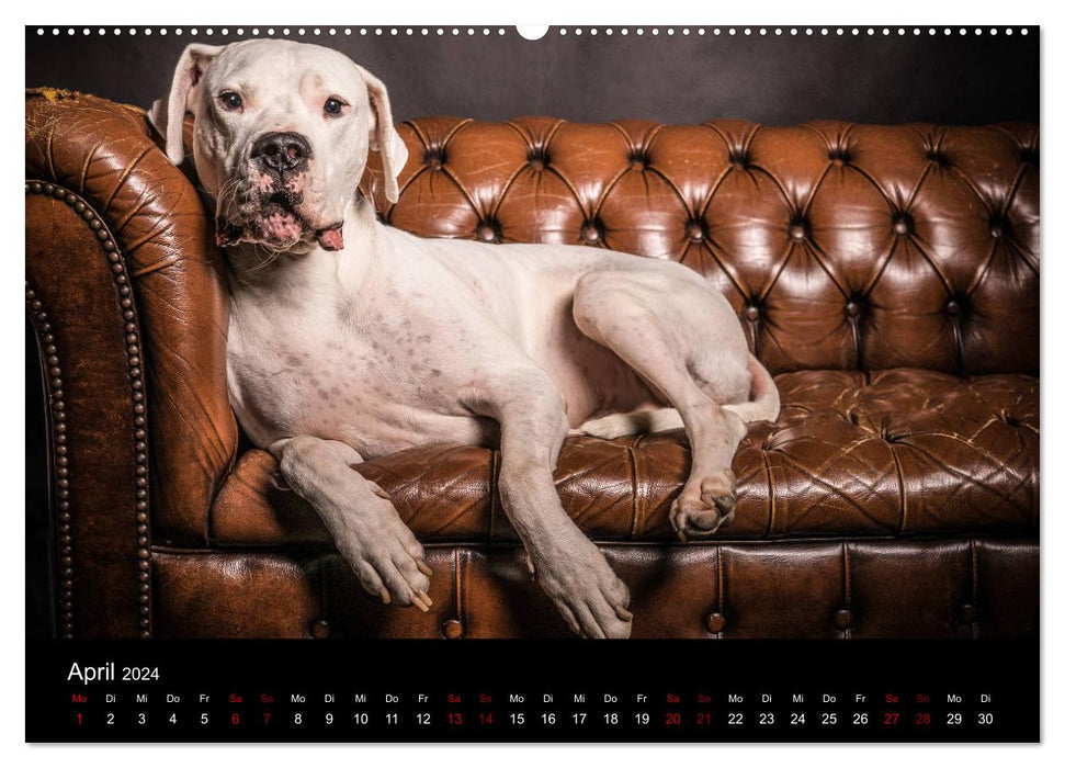 DOGO ARGENTINO (CALVENDO Wandkalender 2024)