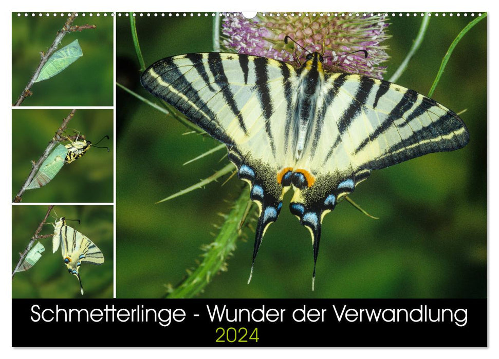 Schmetterlinge - Wunder der Verwandlung (CALVENDO Wandkalender 2024)