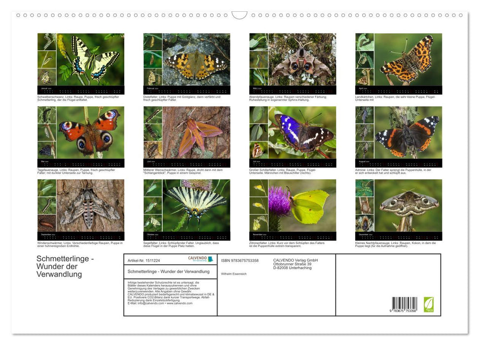 Schmetterlinge - Wunder der Verwandlung (CALVENDO Wandkalender 2024)