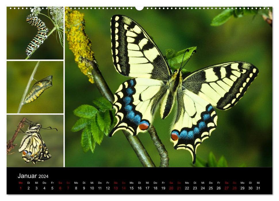 Papillons - Miracles de transformation (Calendrier mural CALVENDO 2024) 