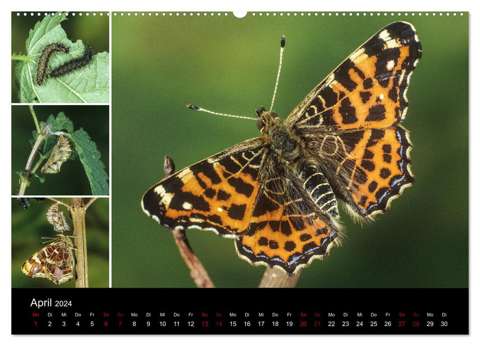 Papillons - Miracles de transformation (Calendrier mural CALVENDO 2024) 