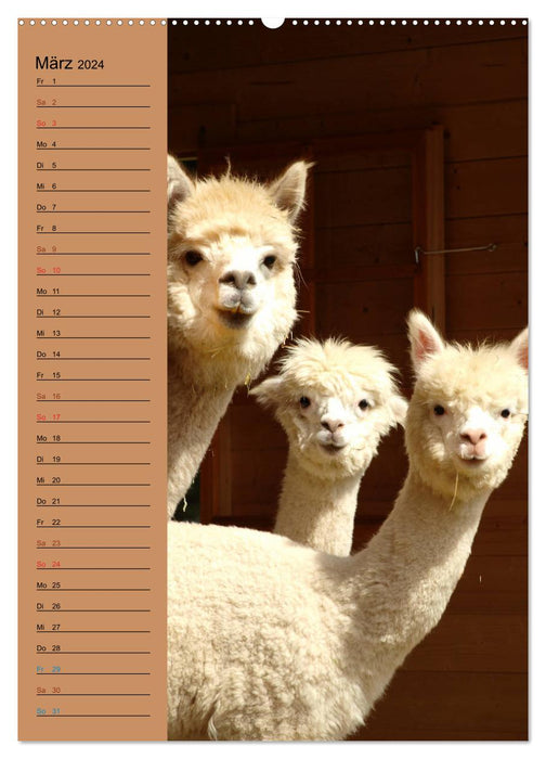 Alpakas zum Knuddeln gerne (CALVENDO Wandkalender 2024)