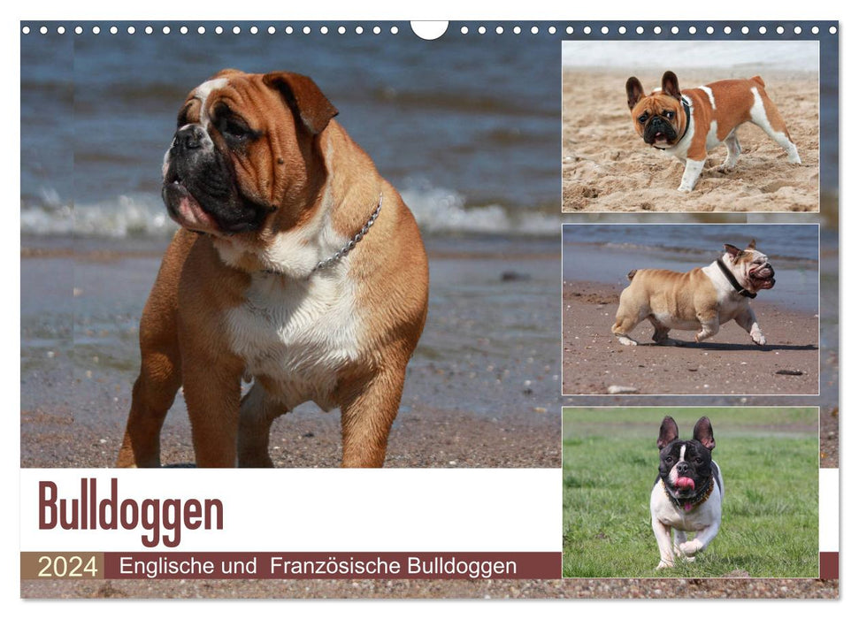 Bulldoggen - Englische und Französische Bulldoggen (CALVENDO Wandkalender 2024)