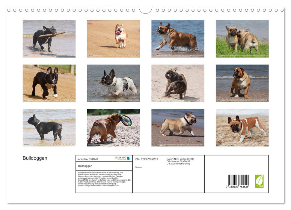 Bulldoggen - Englische und Französische Bulldoggen (CALVENDO Wandkalender 2024)