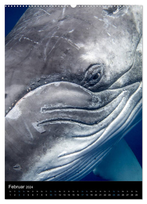 Au royaume des baleines (Calendrier mural CALVENDO Premium 2024) 