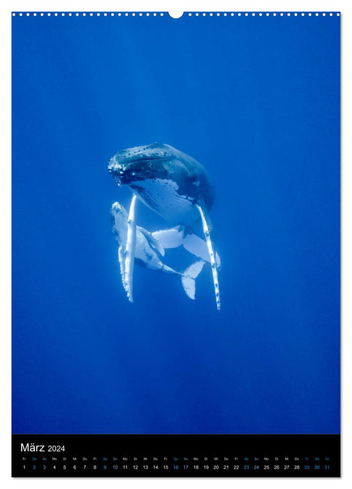 Im Reich der Wale (CALVENDO Premium Wandkalender 2024)