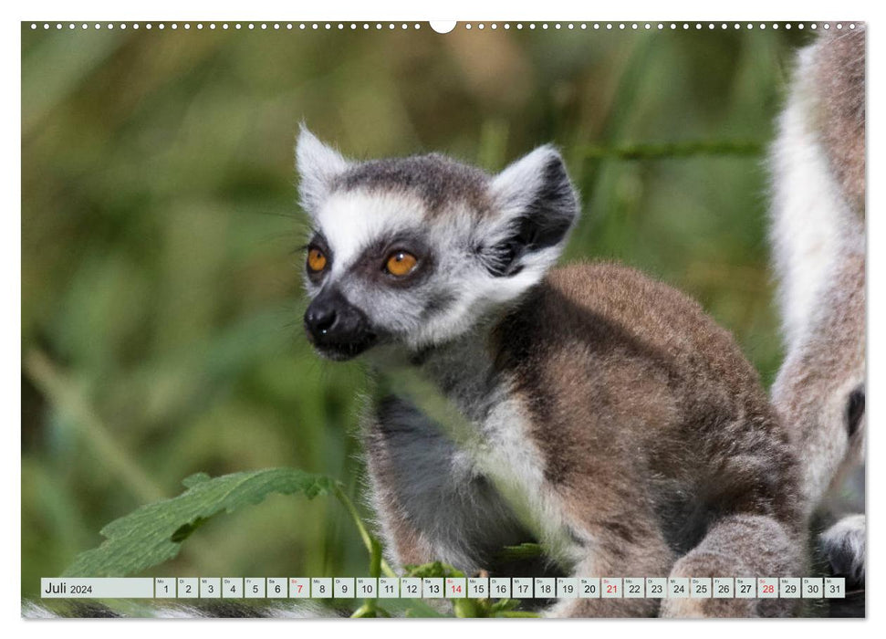 Makis ganz süss (CALVENDO Premium Wandkalender 2024)