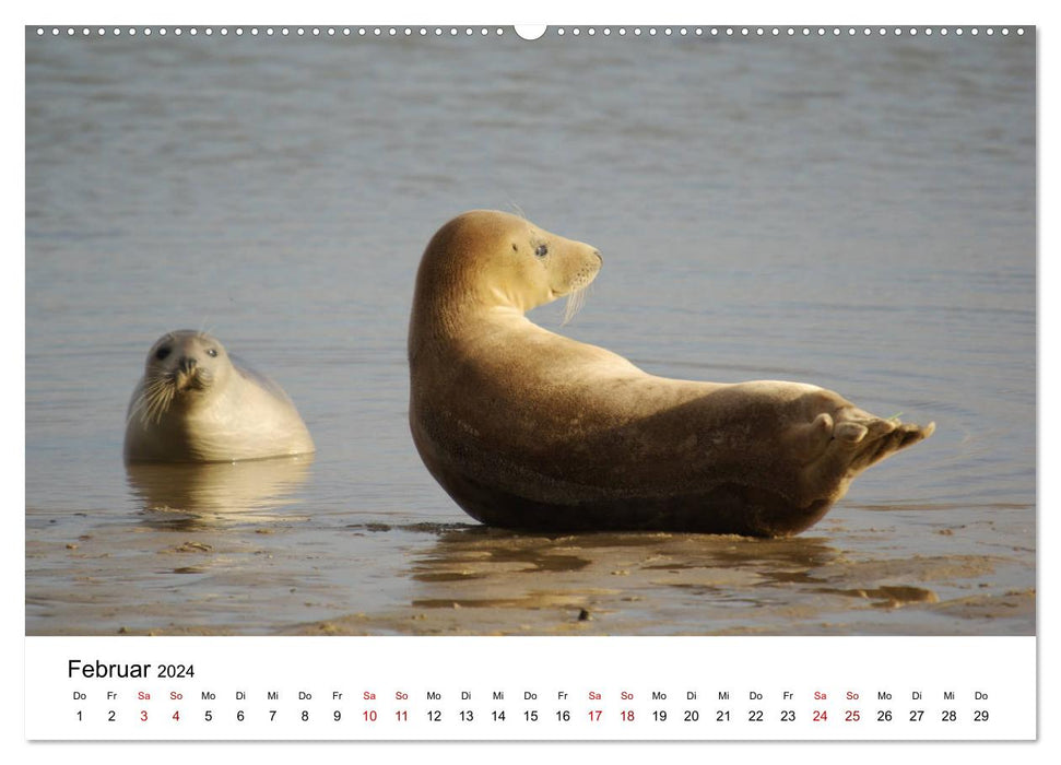 Île de Helgoland au large des côtes allemandes (Calvendo Premium Wall Calendar 2024) 