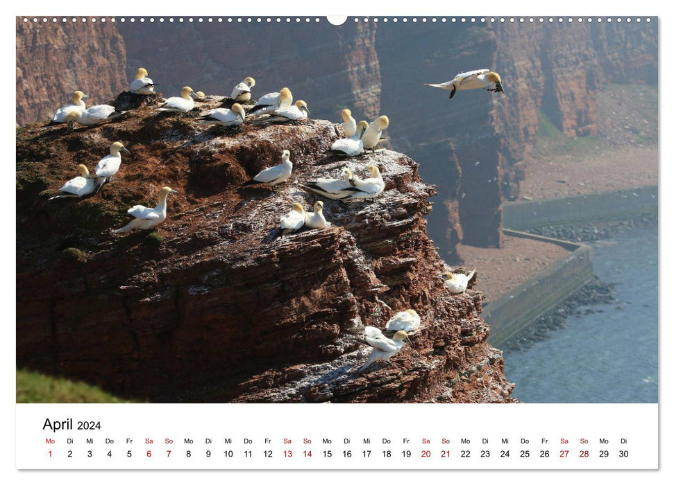 Île de Helgoland au large des côtes allemandes (Calvendo Premium Wall Calendar 2024) 