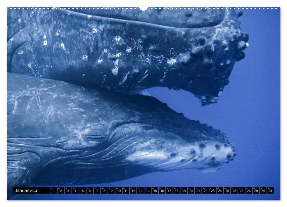 Le monde bleu des baleines (Calendrier mural CALVENDO Premium 2024) 