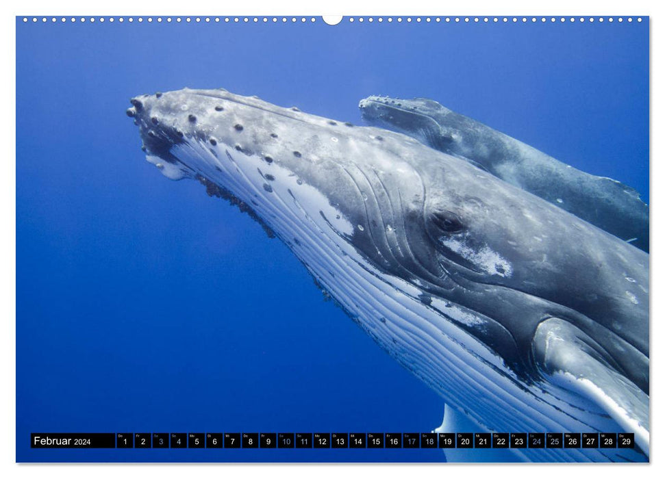 Le monde bleu des baleines (Calendrier mural CALVENDO Premium 2024) 