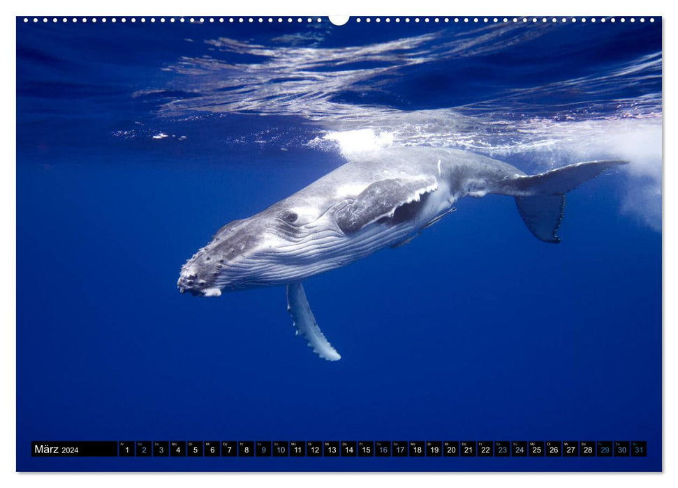 Le monde bleu des baleines (Calendrier mural CALVENDO Premium 2024) 