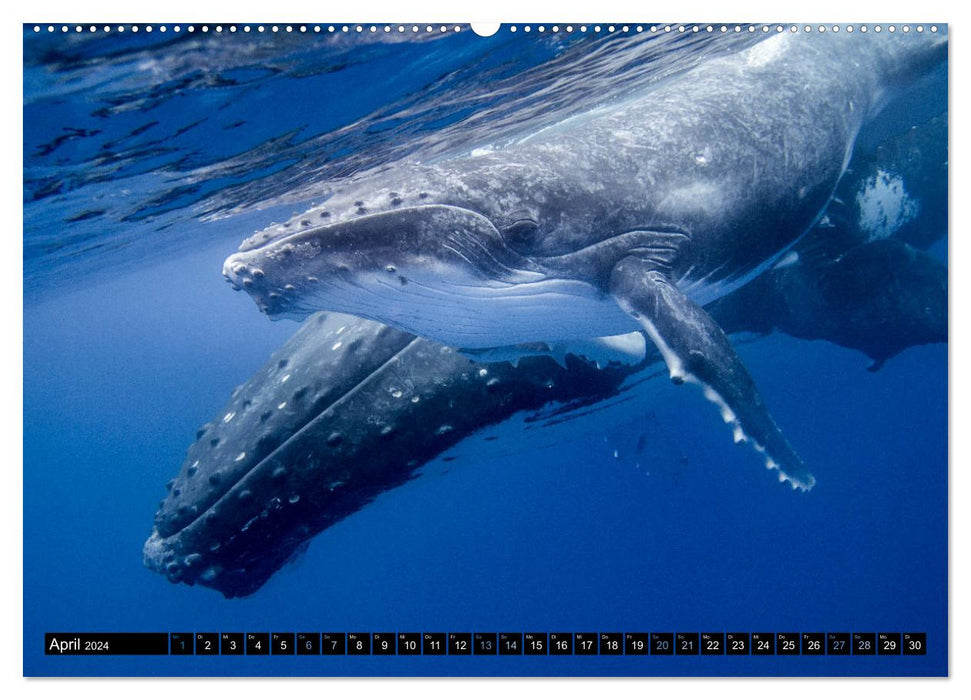 Le monde bleu des baleines (Calendrier mural CALVENDO Premium 2024) 