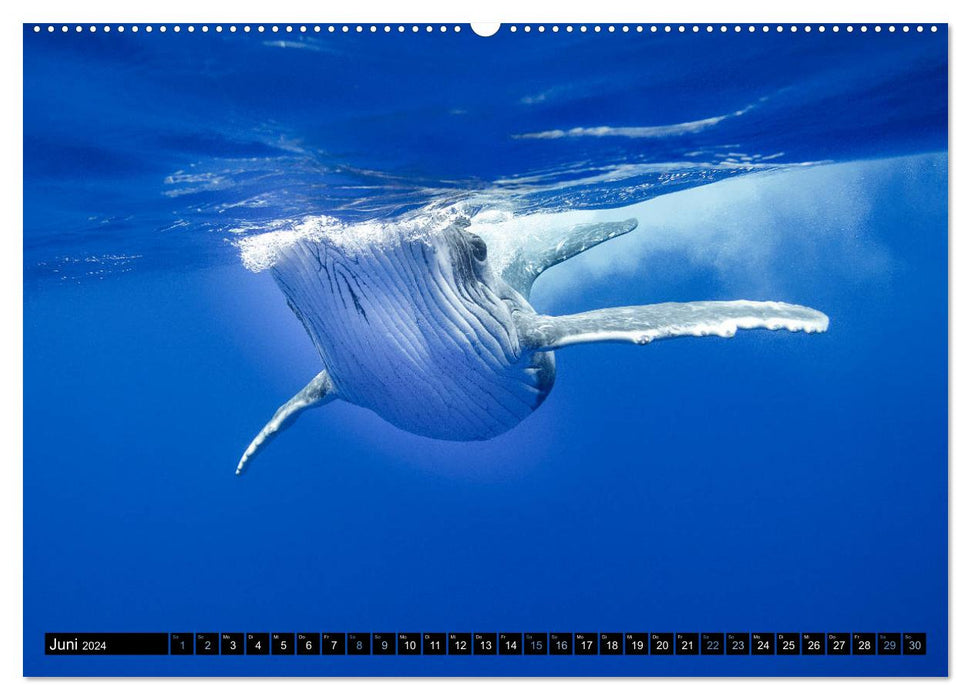 Le monde bleu des baleines (Calendrier mural CALVENDO Premium 2024) 