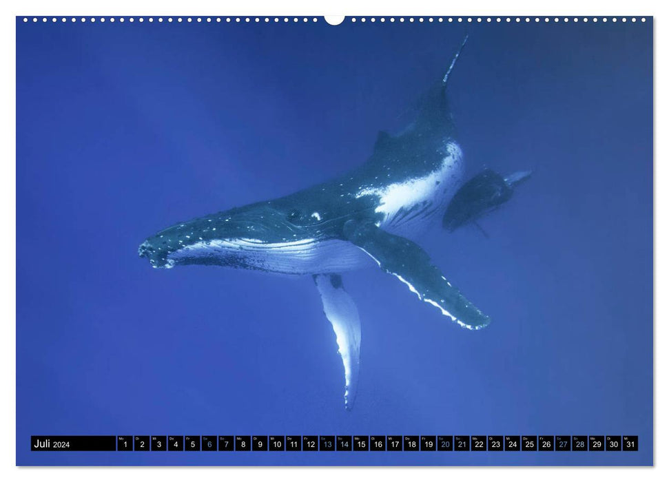 Le monde bleu des baleines (Calendrier mural CALVENDO Premium 2024) 