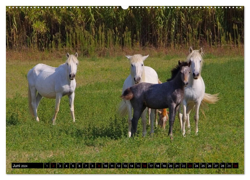 Camargue - Im Land der weißen Pferde und schwarzen Stiere (CALVENDO Premium Wandkalender 2024)