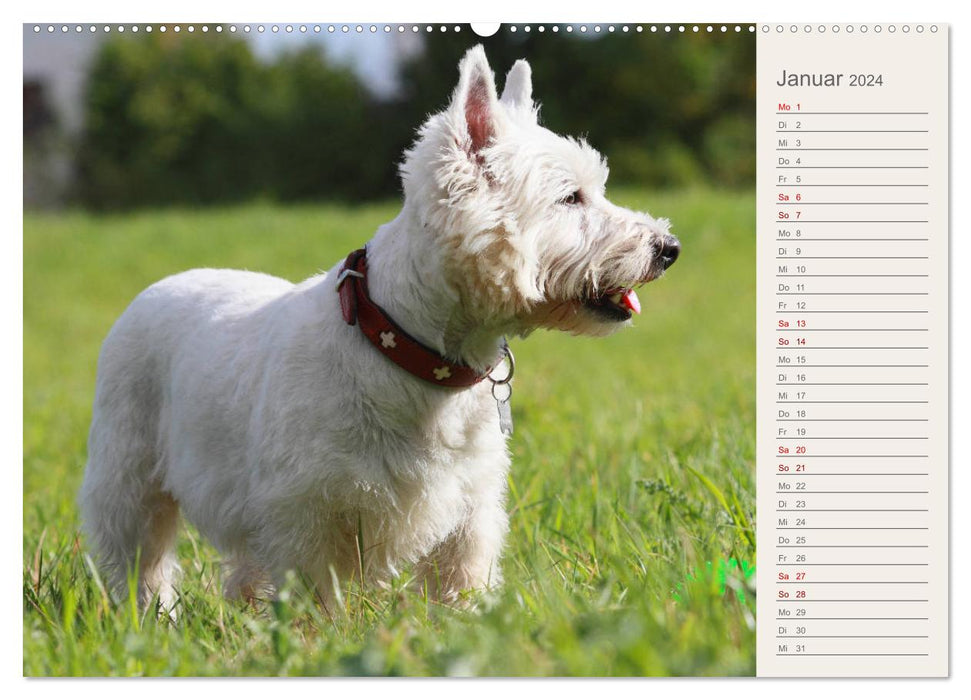 West Highland White Terrier - Selbstbewustes Powerpaket - der Westie (CALVENDO Premium Wandkalender 2024)