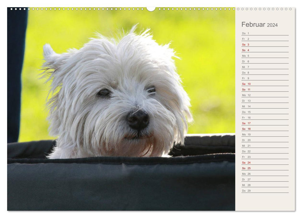 West Highland White Terrier - Selbstbewustes Powerpaket - der Westie (CALVENDO Premium Wandkalender 2024)