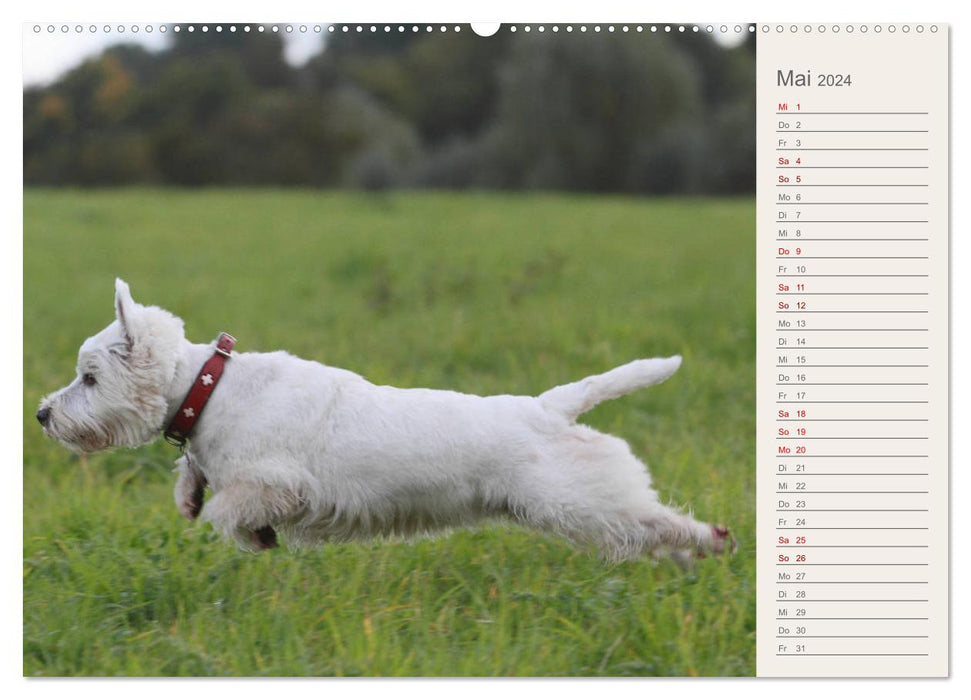 West Highland White Terrier - Selbstbewustes Powerpaket - der Westie (CALVENDO Premium Wandkalender 2024)