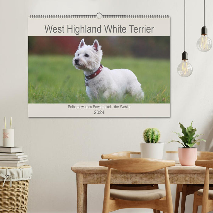 West Highland White Terrier - Selbstbewustes Powerpaket - der Westie (CALVENDO Wandkalender 2024)