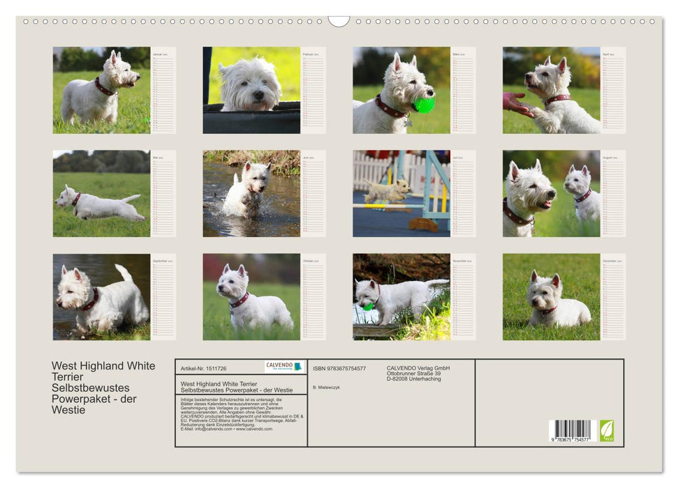 West Highland White Terrier - Selbstbewustes Powerpaket - der Westie (CALVENDO Wandkalender 2024)