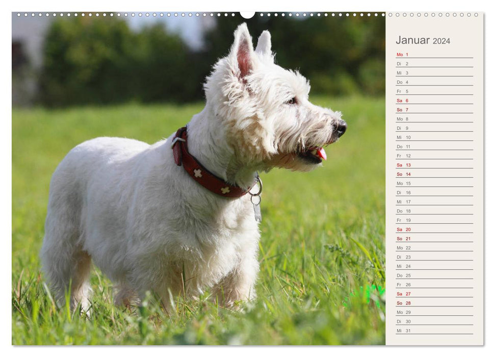 West Highland White Terrier - Selbstbewustes Powerpaket - der Westie (CALVENDO Wandkalender 2024)