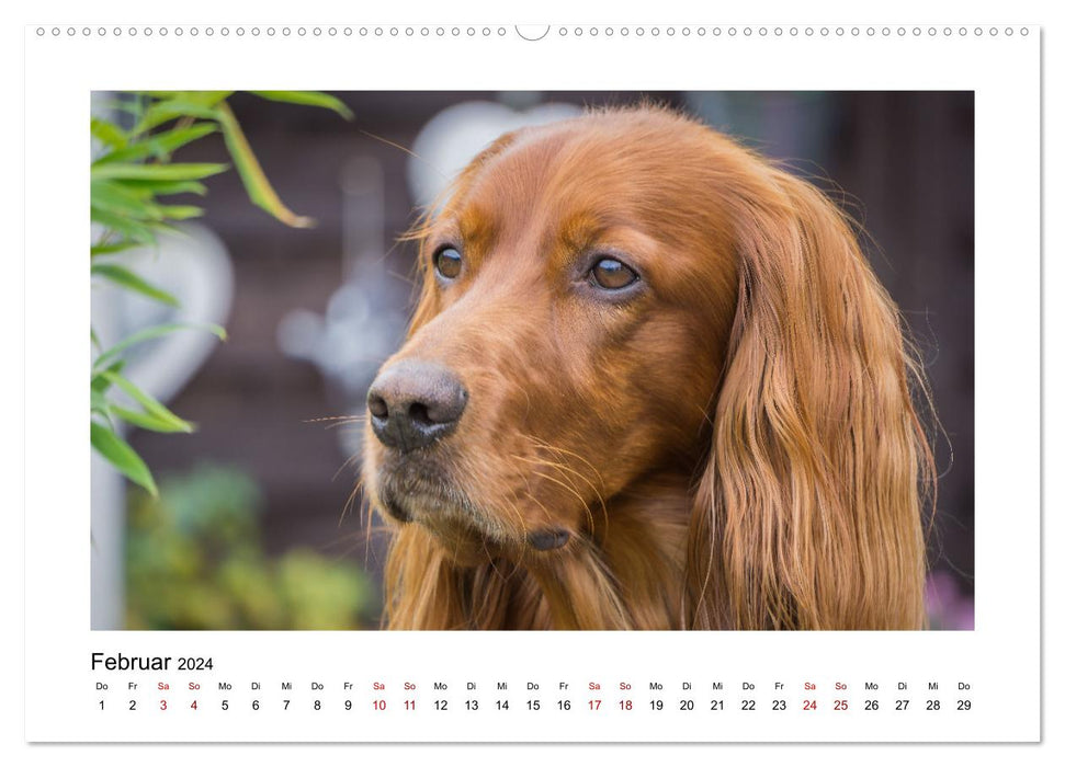 Hunde - vom Mischling bis zum Rassehund (CALVENDO Premium Wandkalender 2024)