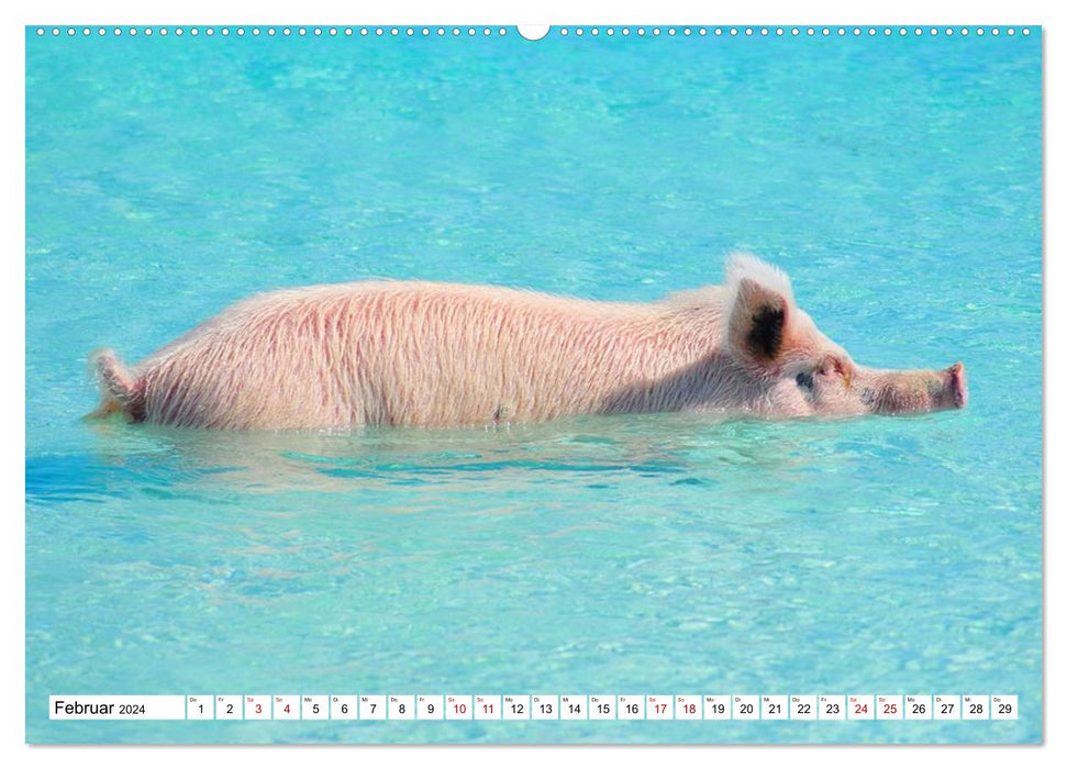 Schweine im Dauerurlaub auf den Bahamas! (CALVENDO Wandkalender 2024)