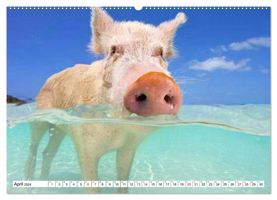Schweine im Dauerurlaub auf den Bahamas! (CALVENDO Wandkalender 2024)