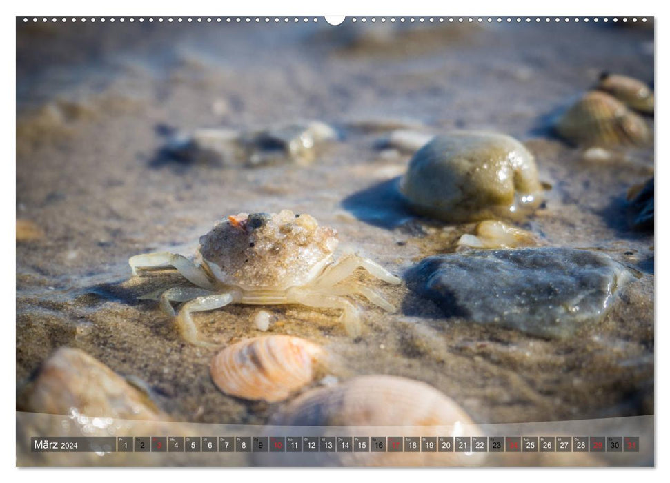 Hooksiel in Friesland (CALVENDO Premium Wall Calendar 2024) 