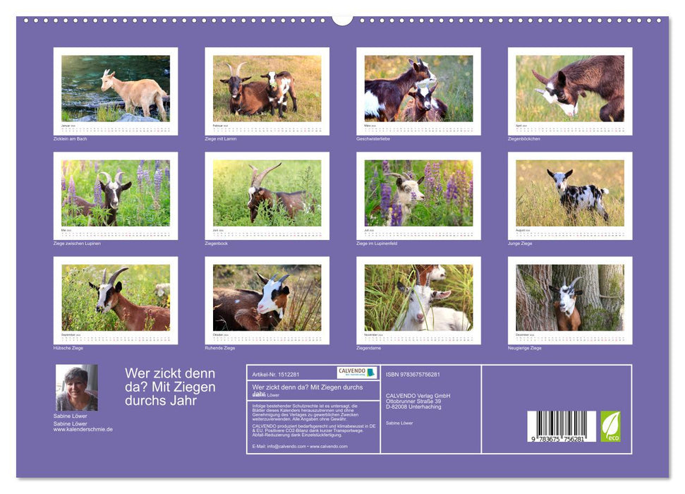 Who's bitching? With goats throughout the year (CALVENDO Premium Wall Calendar 2024) 