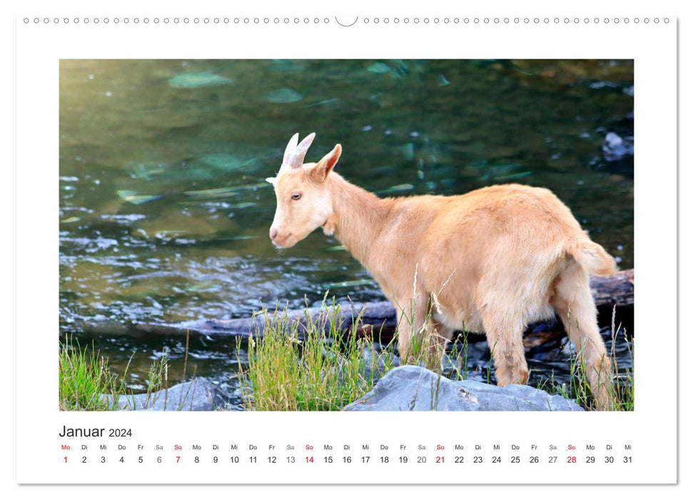 Who's bitching? With goats throughout the year (CALVENDO Premium Wall Calendar 2024) 