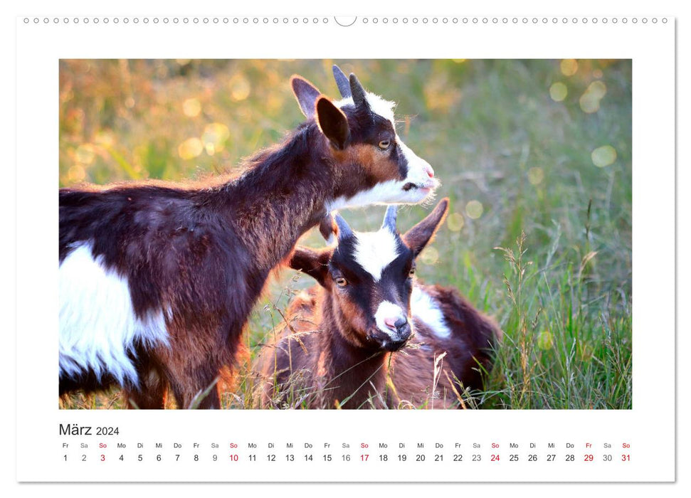 Who's bitching? With goats throughout the year (CALVENDO Premium Wall Calendar 2024) 