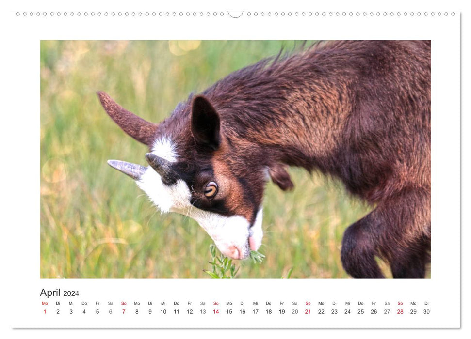 Who's bitching? With goats throughout the year (CALVENDO Premium Wall Calendar 2024) 