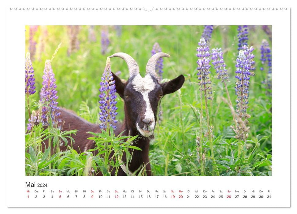 Who's bitching? With goats throughout the year (CALVENDO Premium Wall Calendar 2024) 