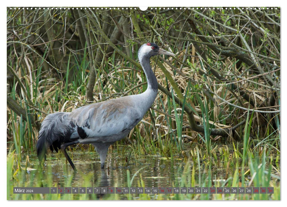 With cranes through the year (CALVENDO wall calendar 2024) 